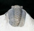 Beautiful Diademaproetus Trilobite - Ofaten, Morocco #15666-3